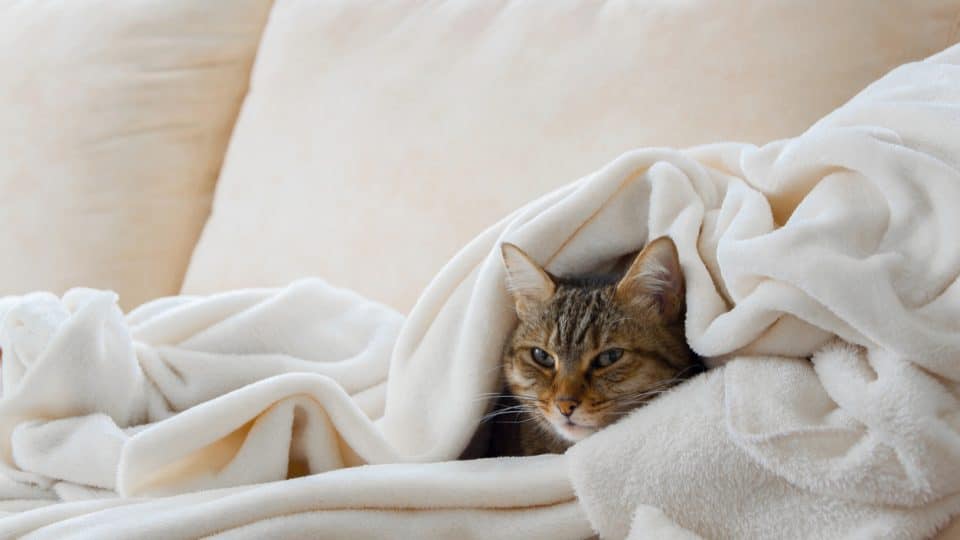 Do Cats Get Cold? Signs Your Cat Is Too Cold and How to Help