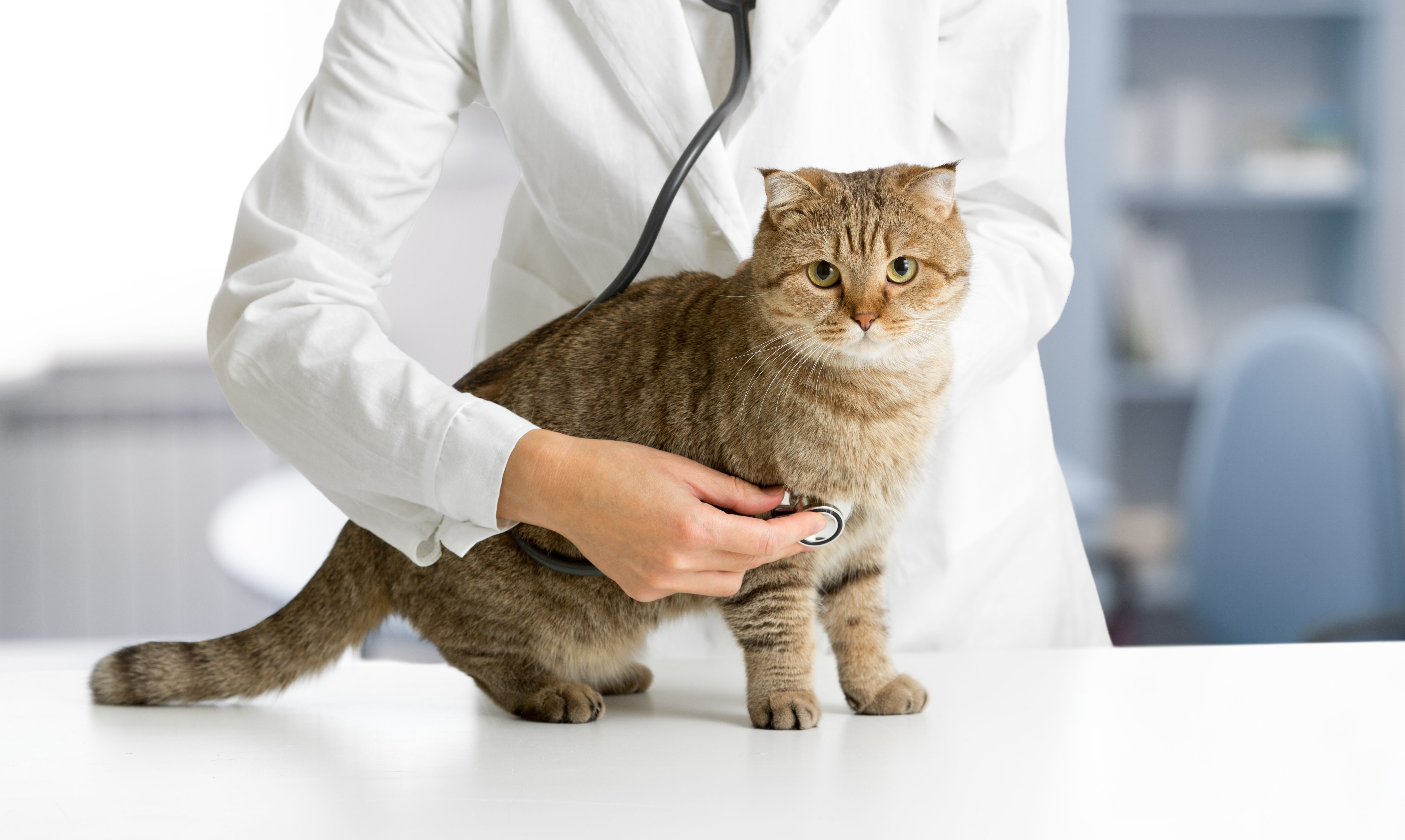 A short-haired tabby cat sitting calmly on an exam table while a veterinarian gently parts the fur to examine a small skin lump near the shoulder