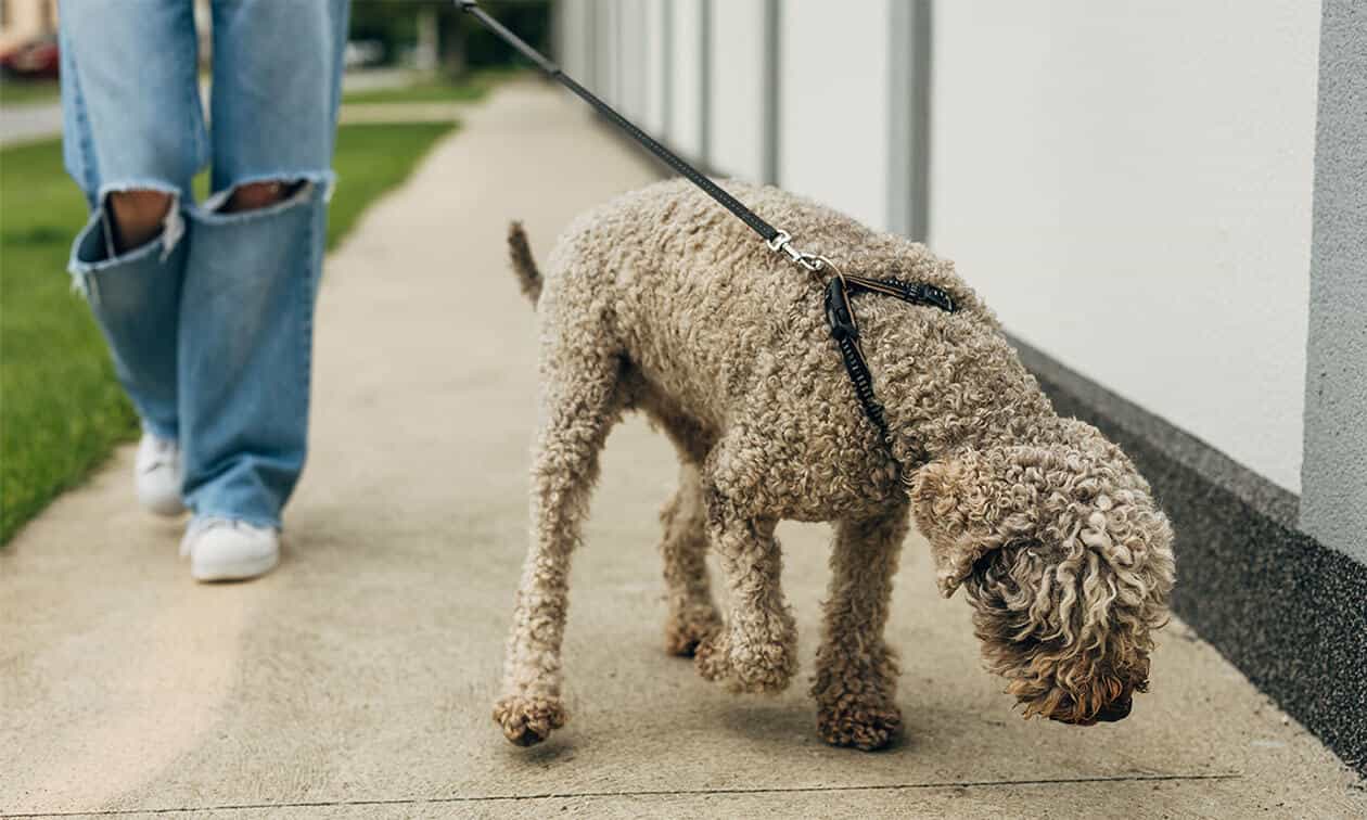 A small mixed-breed dog on a harness taking a calm sniff walk along a quiet neighborhood sidewalk with an owner holding the leash