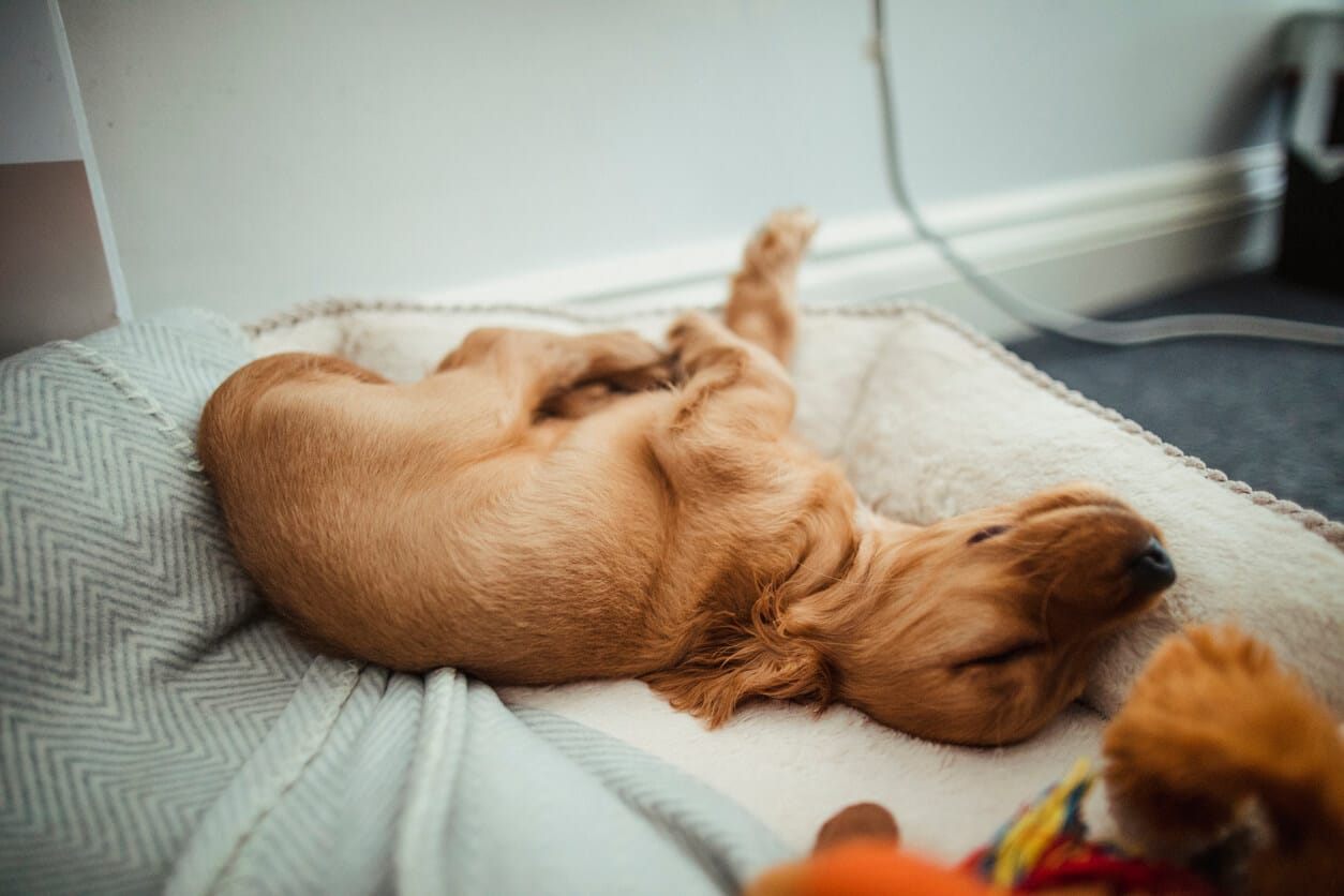 A small puppy resting on a blanket at home with noticeably rapid breathing in a calm indoor setting