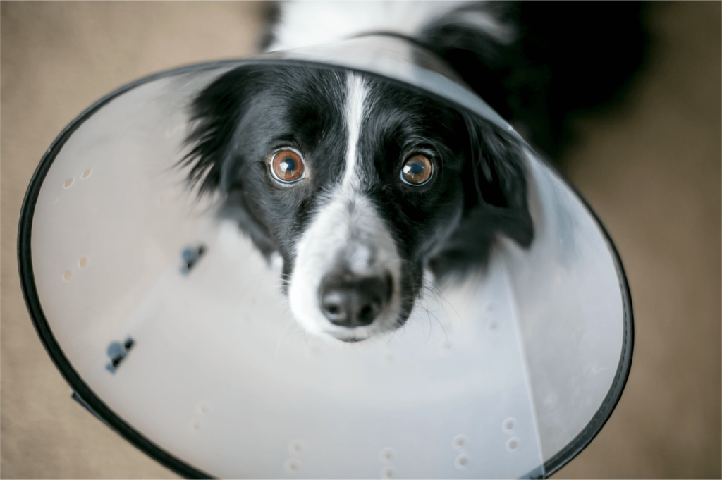 A small senior dog resting on a soft bed at home while wearing an E-collar after surgery