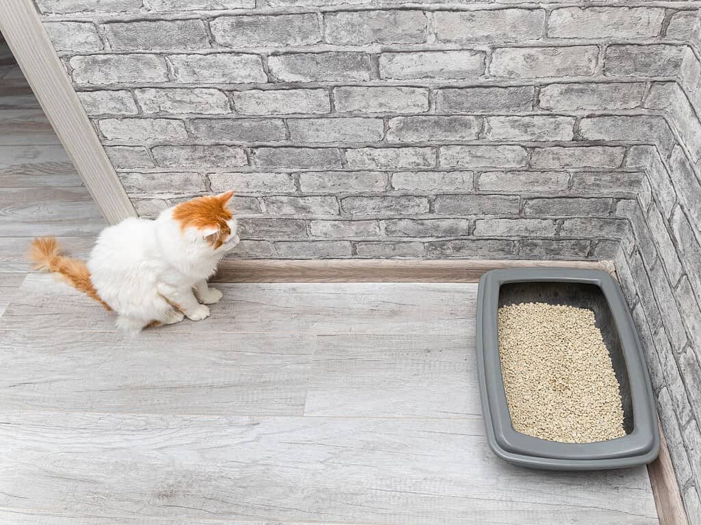 A tabby cat standing near a clean litter box while a person holds a litter scoop in a real-life home setting