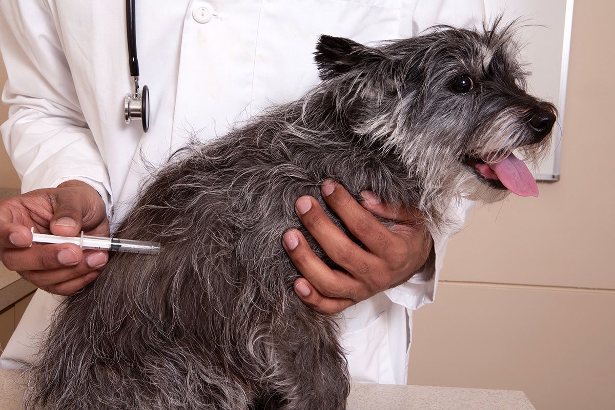 A veterinarian administering a rabies vaccination to a calm dog while the owner gently steadies the dog.