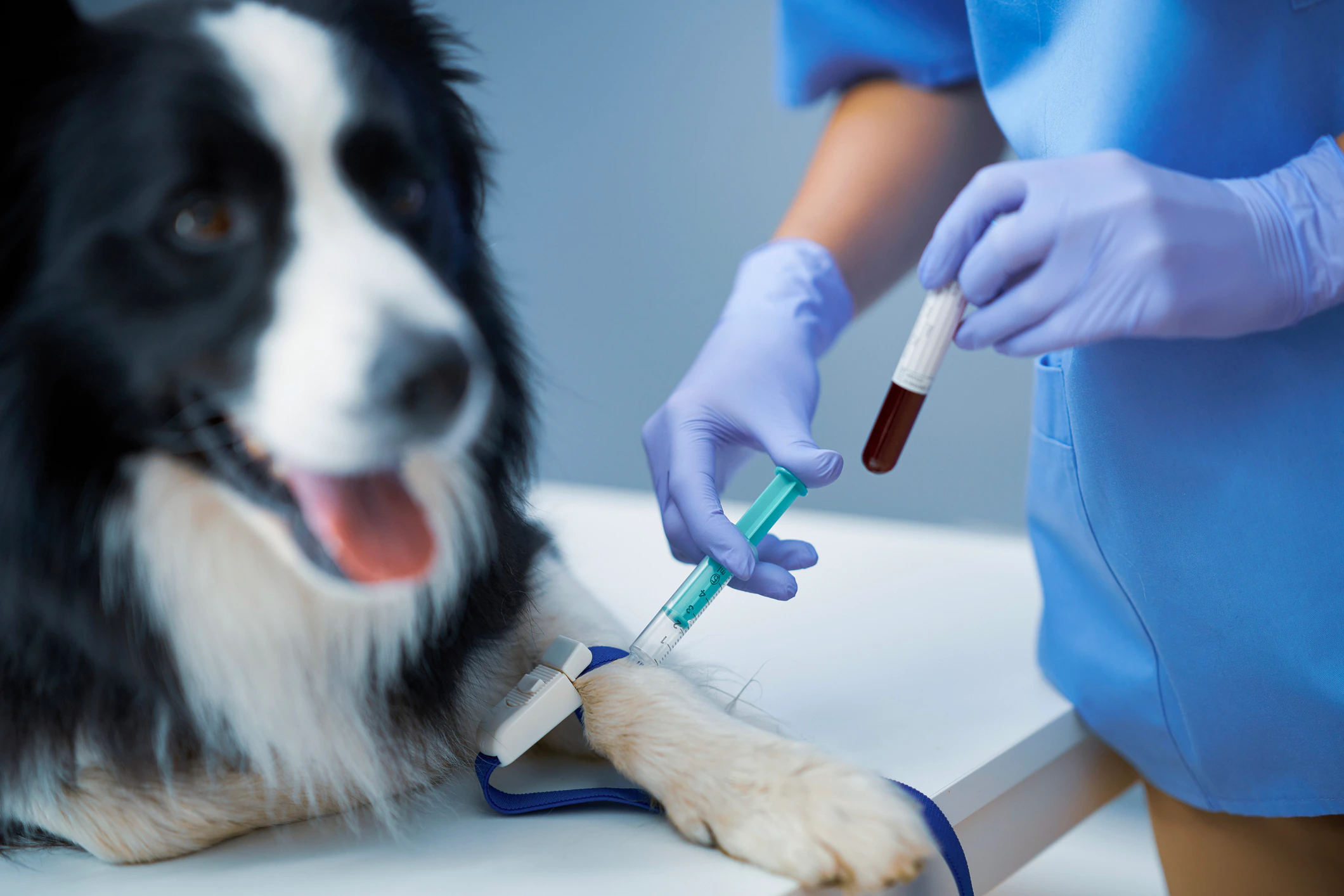 A veterinarian collecting a blood sample from a calm dog’s front leg while a technician gently supports the dog on an exam table