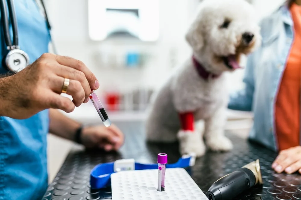 A veterinarian collecting a blood sample from a small dog’s foreleg in a calm exam room