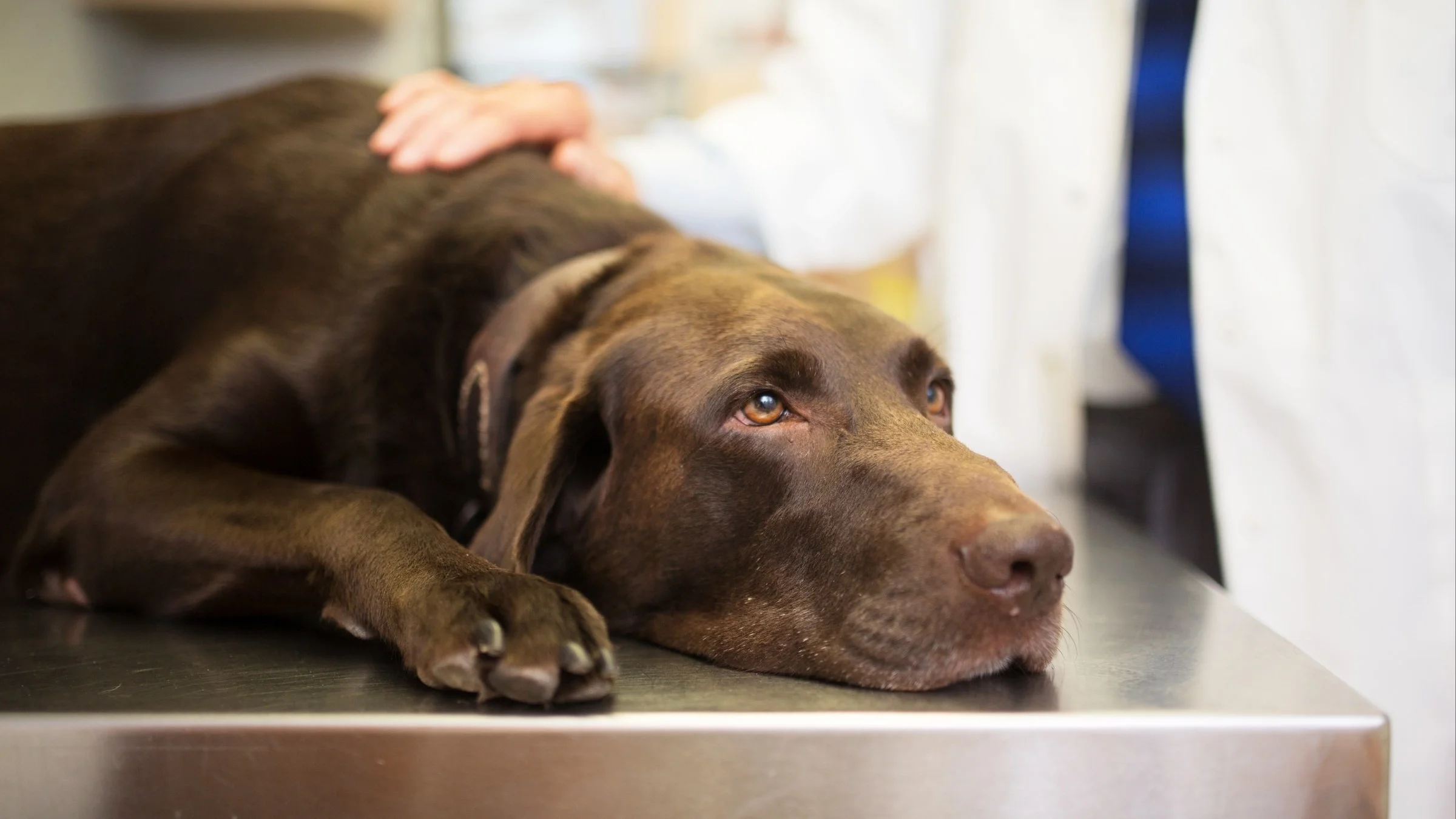 A veterinarian examining a dog on an exam table in a clinic room