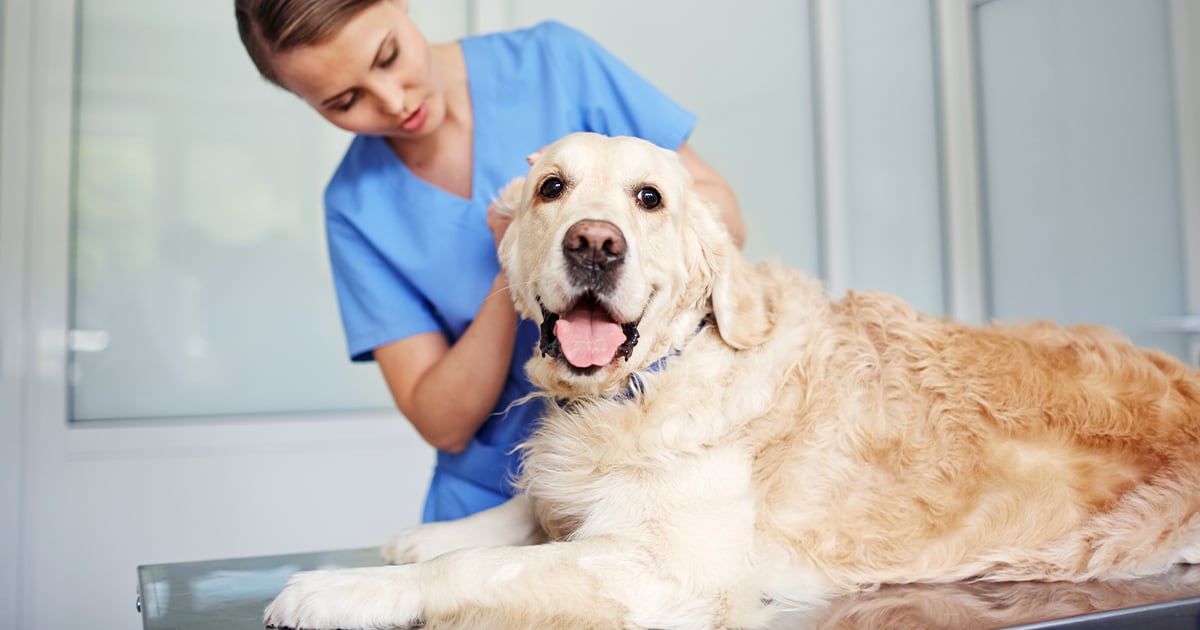 A veterinarian gently examining a dog on an exam table in a clinic