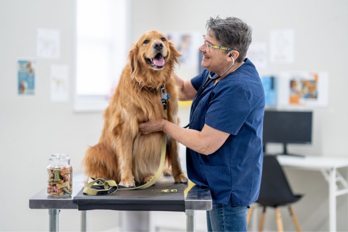 A veterinarian gently examining a dog on an exam table in a small animal clinic, with a vet tech nearby