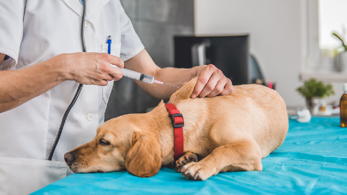 A veterinarian gently giving a vaccine injection to an adult dog while a pet owner holds the leash