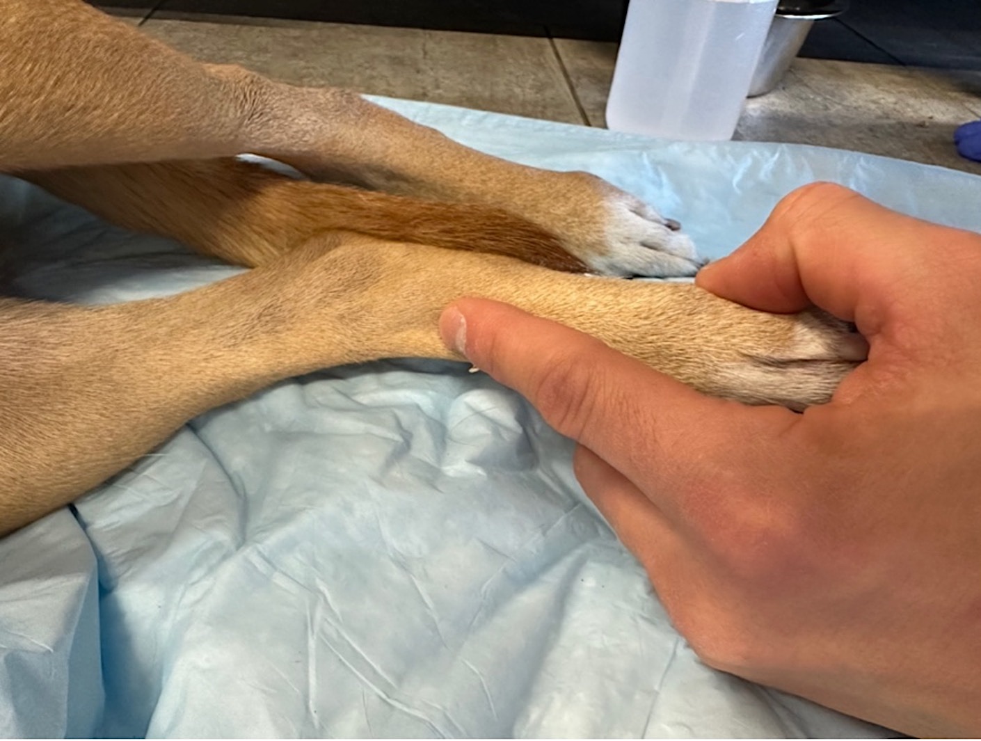 A veterinarian gently holding a puppy’s front leg while checking the pulse during a physical exam