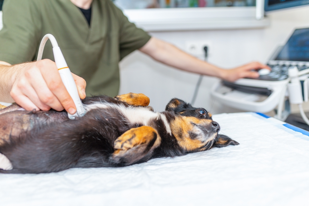 A veterinarian holding an ultrasound probe against a dog’s shaved abdomen on an exam table while the ultrasound screen glows in the background, clinical realistic photograph