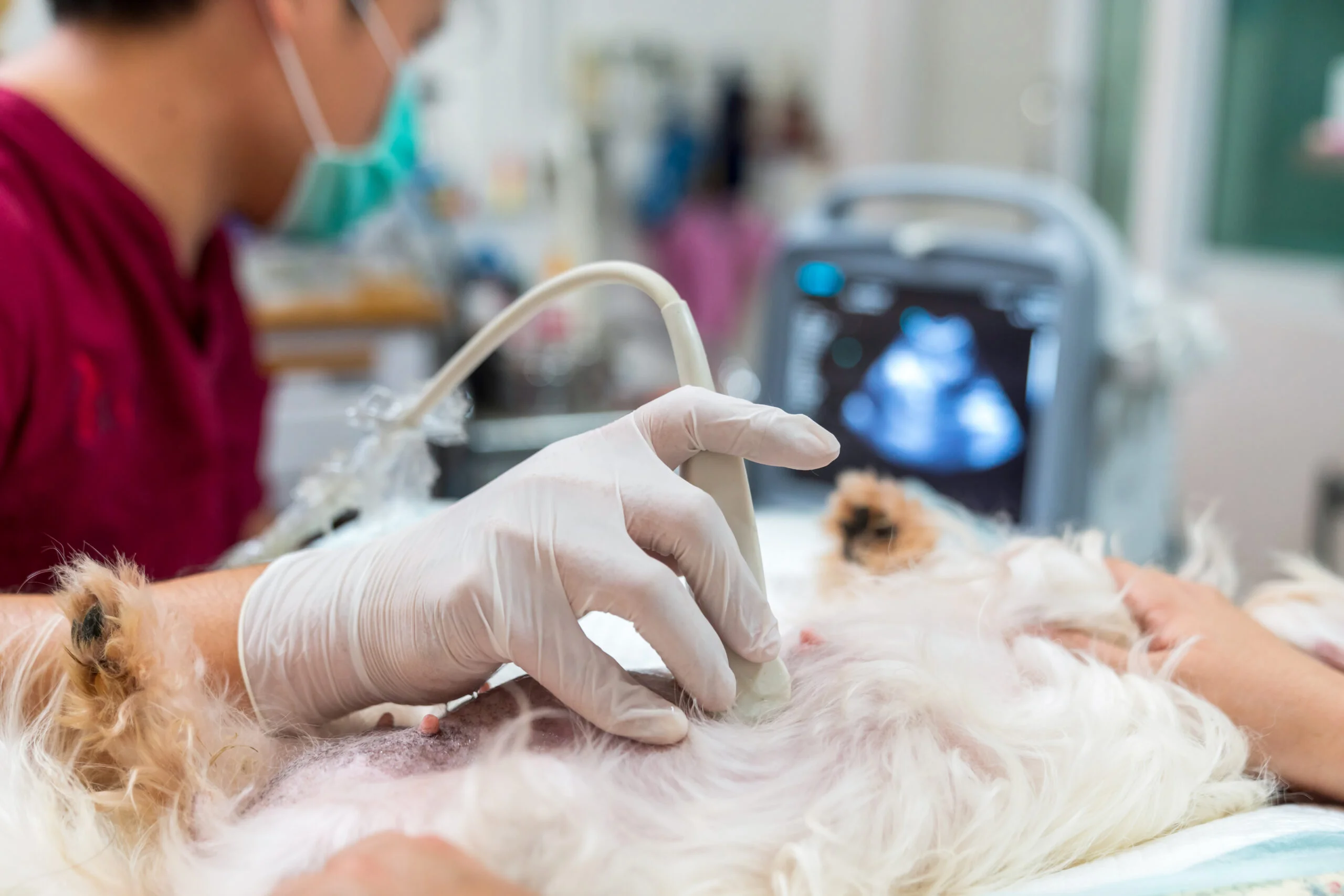 A veterinarian performing an abdominal ultrasound on a female dog lying on her side on a padded table