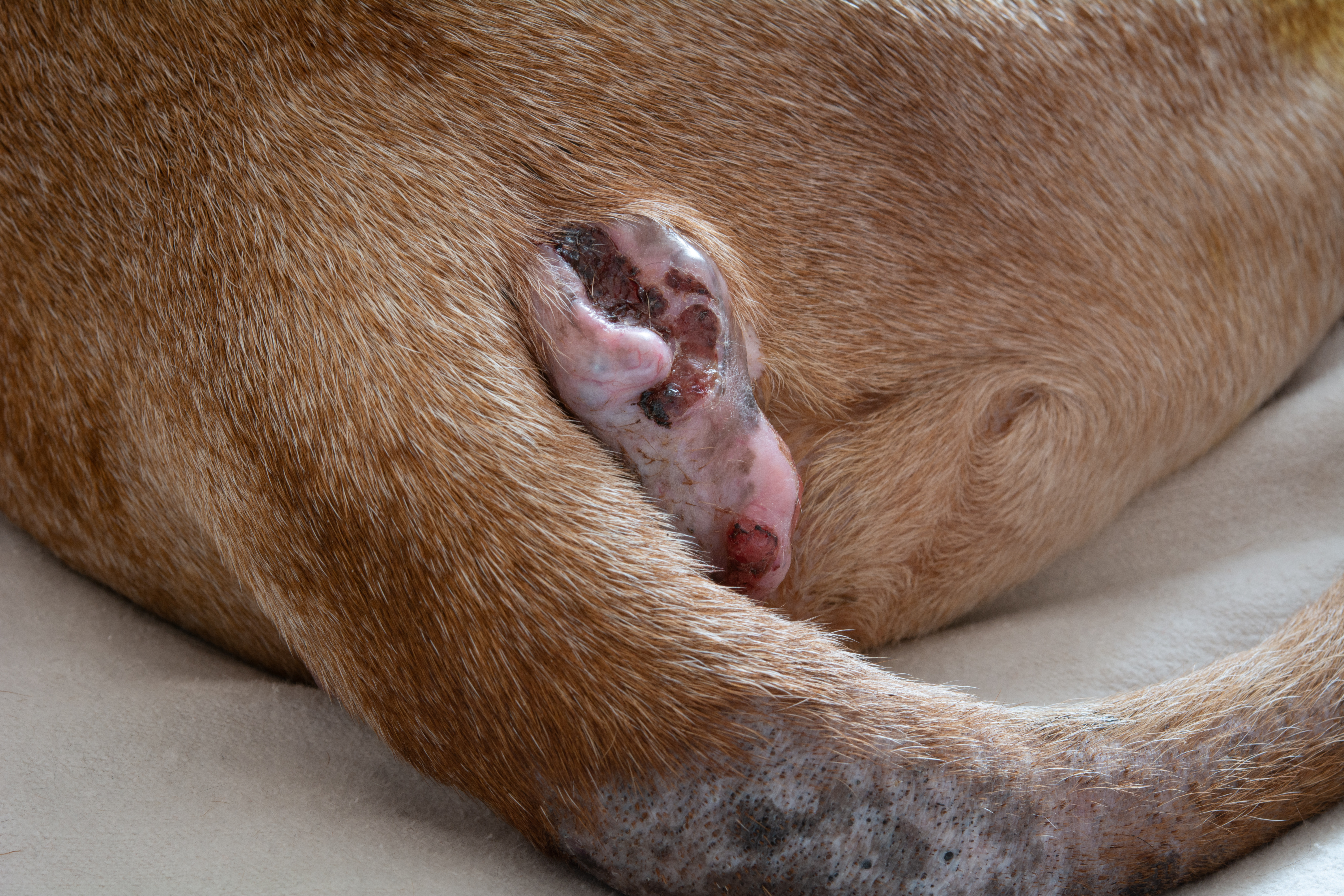 A veterinarian wearing gloves performing a gentle exam of a dog’s hindquarters on an exam table in a bright veterinary clinic
