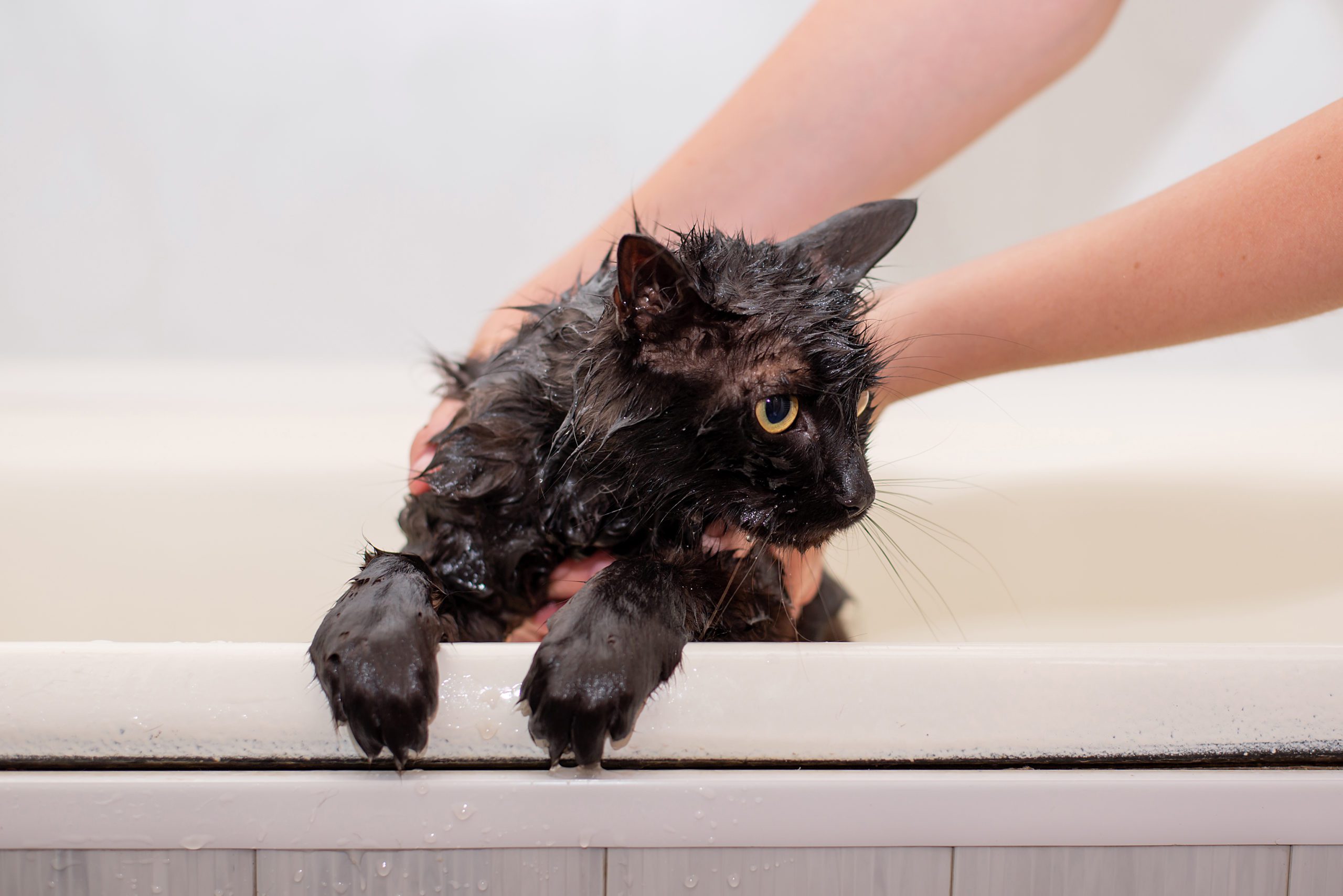 A wet domestic shorthaired cat being gently supported in a sink during a careful bath, with a towel, mild cat shampoo, and a cup for rinsing nearby