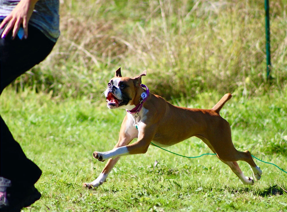 A young Boxer dog running at full speed across a grassy backyard on a sunny day