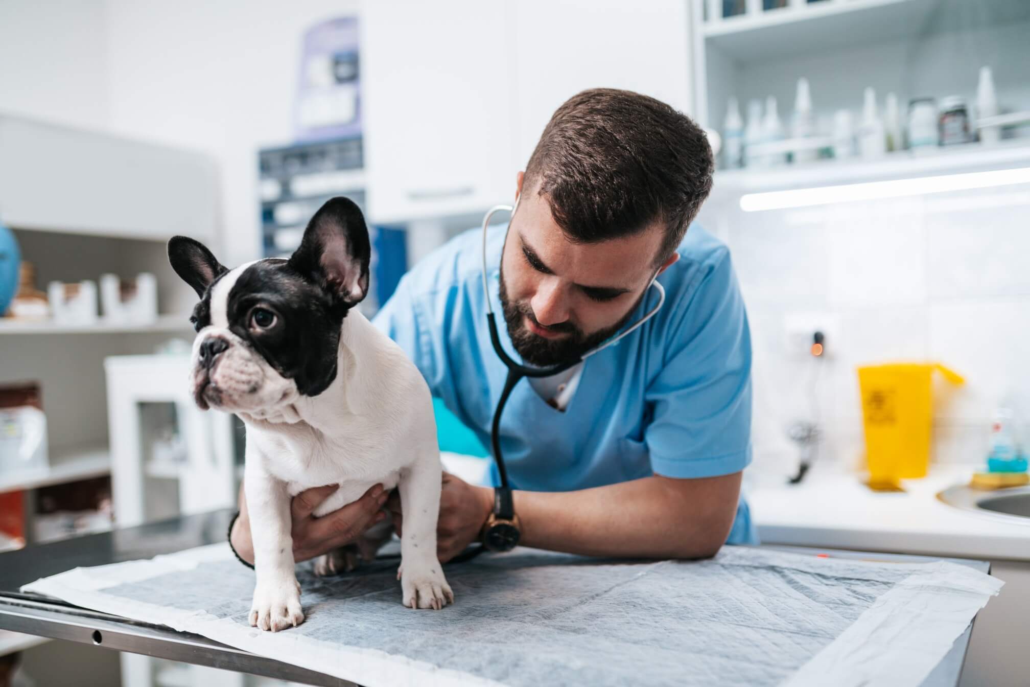A young French Bulldog puppy standing on an exam table while a veterinarian listens to the puppy's chest with a stethoscope in a bright clinic room