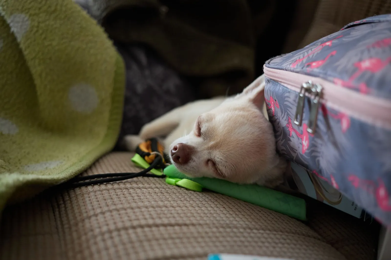 A young dog resting comfortably on a clean blanket indoors while recovering, with a water bowl nearby