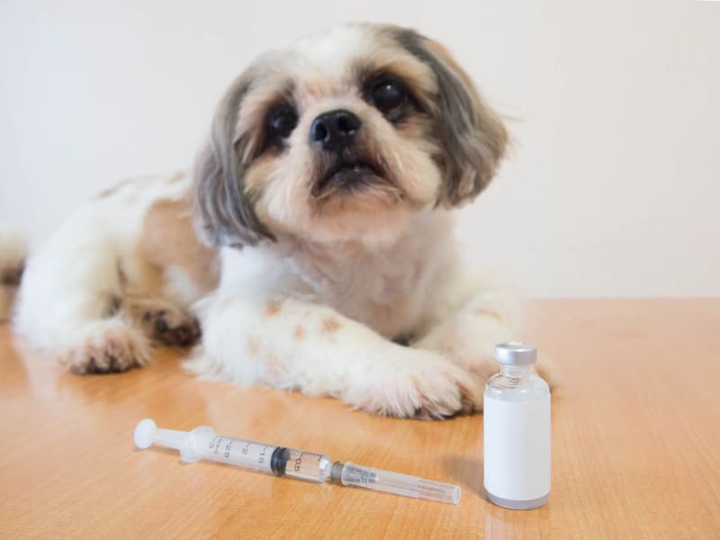 A young puppy sitting on a veterinary exam table while a veterinarian prepares a vaccine syringe in a clinical pet health setting