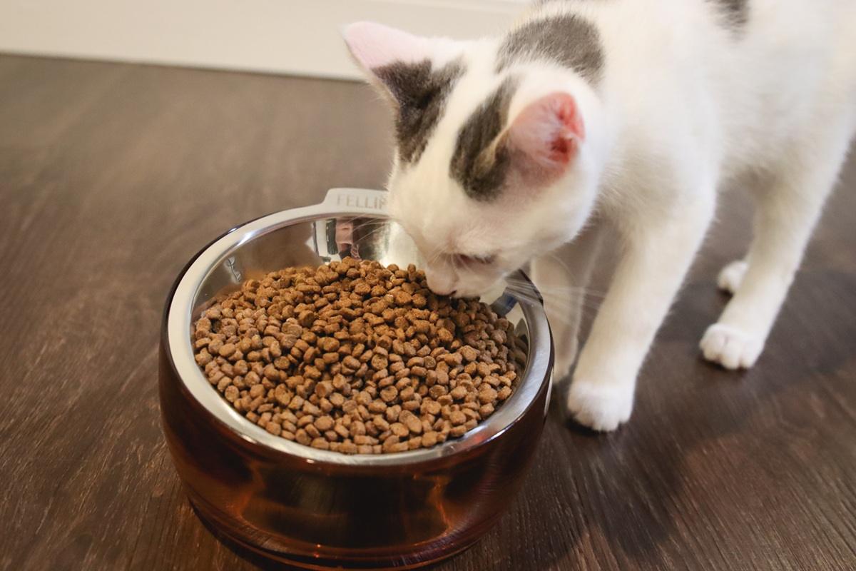 An adult cat eating dry kibble from a ceramic bowl on a kitchen floor