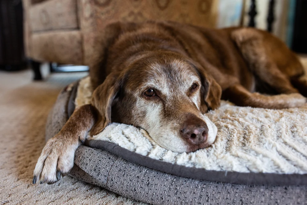 An adult dog lying listlessly on a blanket at home with a concerned owner nearby