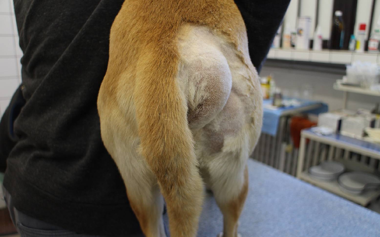 An older male dog standing with a concerned posture, showing noticeable swelling near the area beside the anus, outdoors in natural light