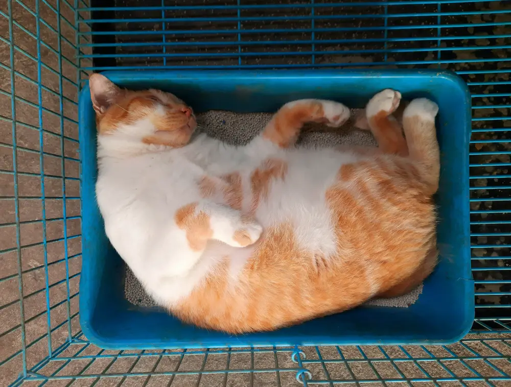 An orange domestic shorthair cat sitting tensely in a litter box and looking uncomfortable in an indoor home setting