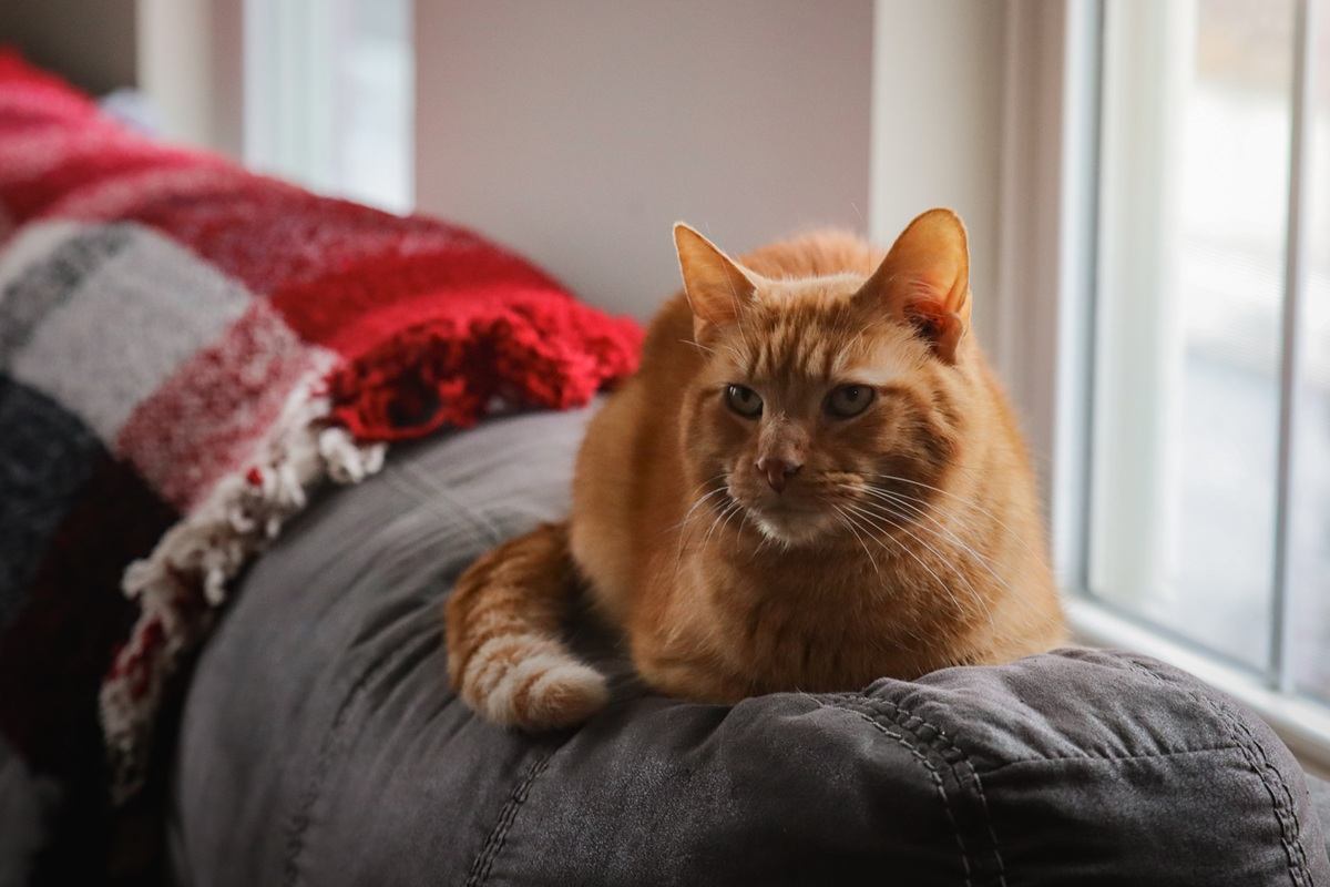 An orange tabby cat resting comfortably on a couch at home, looking relaxed and well cared for